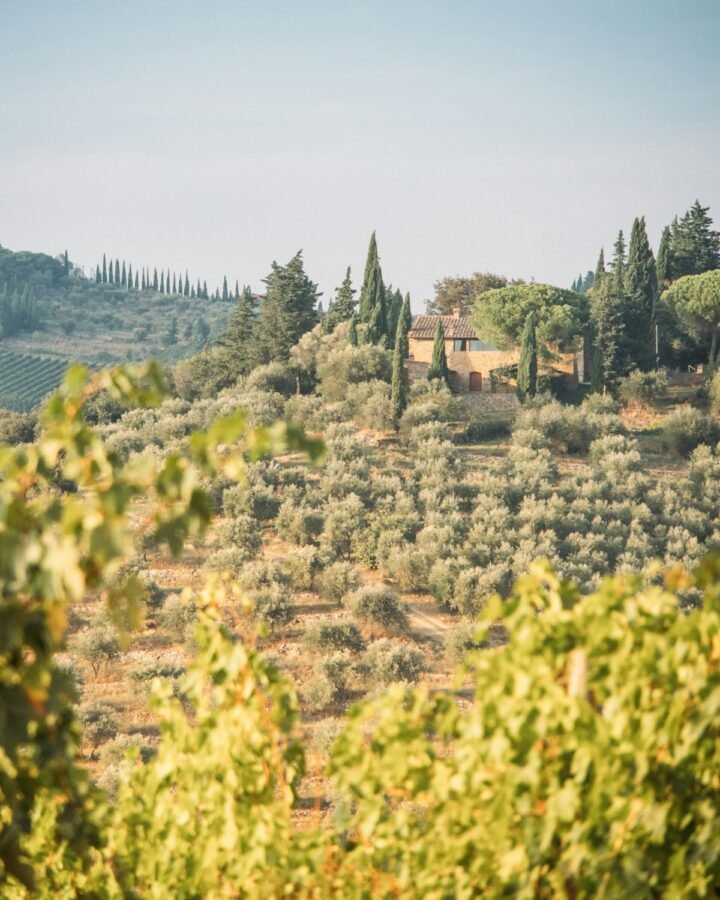 A Tuscan villa surrounded by olive groves and cypress trees