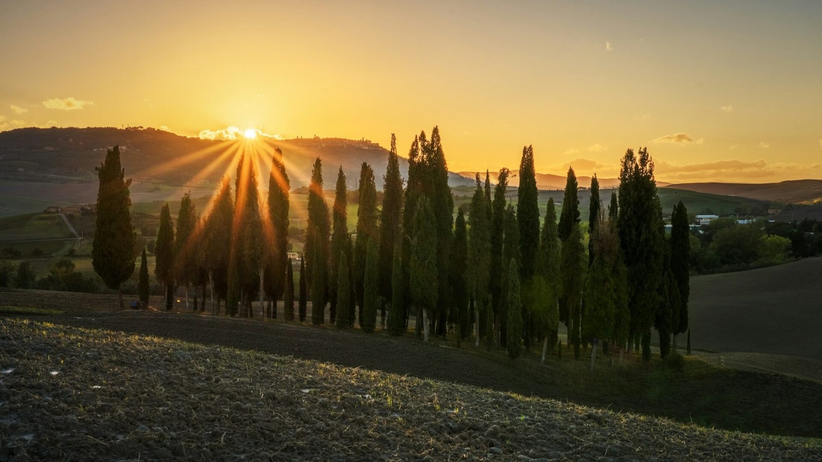 Cypress trees lining a Tuscan hillside at sunset in the Val d’Orcia