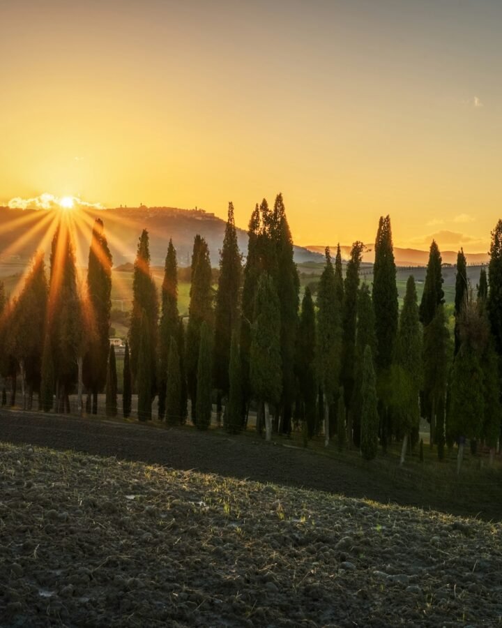 Cypress trees lining a Tuscan hillside at sunset in the Val d’Orcia
